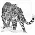 Javan Leopard