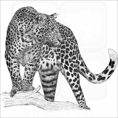 Javan Leopard