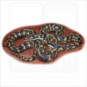 Jungle Carpet Python illustration