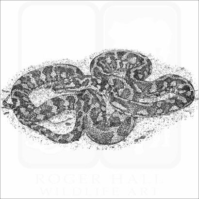 Jungle Carpet Python