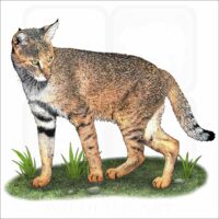Jungle Cat illustration