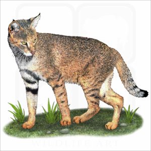 Jungle Cat illustration