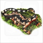 Kaiser's Spotted Newt (Neurergus kaiseri) illustration