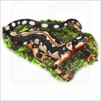 Kaiser's Spotted Newt (Neurergus kaiseri) illustration