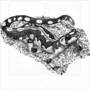 Kaiser's Spotted Newt (Neurergus kaiseri)