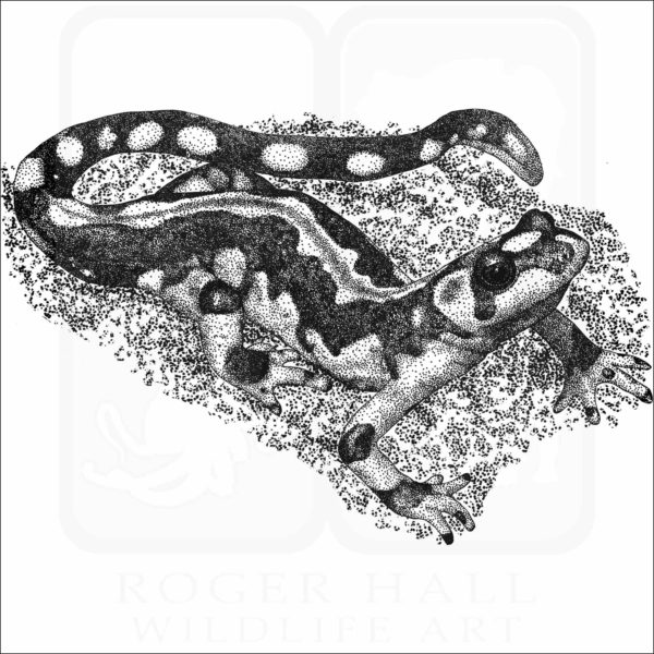 Kaiser's Spotted Newt (Neurergus kaiseri)