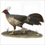 Kalij Pheasant illustration