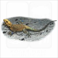 Kashmir Rock Agama illustration