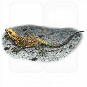 Kashmir Rock Agama illustration