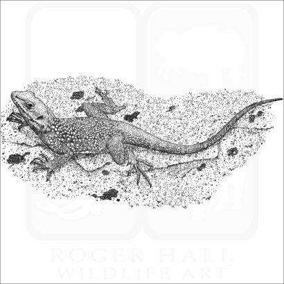 Kashmir Rock Agama