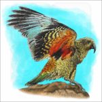 Kea illustration