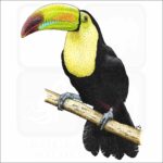 Keel-Billed Toucan illustration