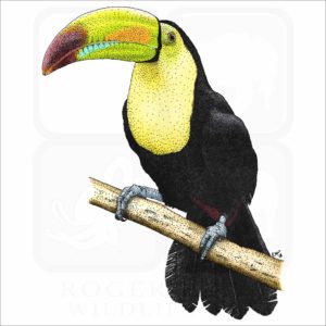 Keel-Billed Toucan illustration