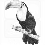 Keel-Billed Toucan