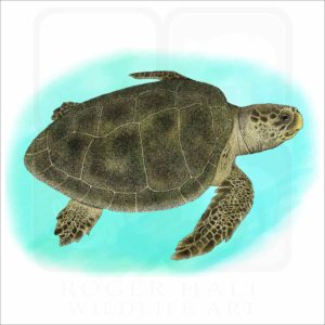 Kemp's Ridley Sea Turtle illustration