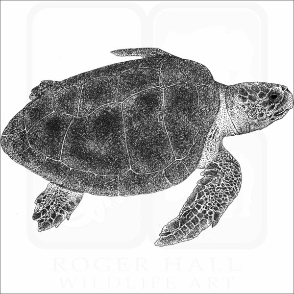 Kemp's Ridley Sea Turtle