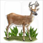 Key Deer illustration