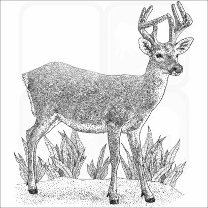 Key Deer