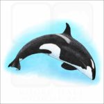 Killer Whale or Orca illustration