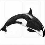 Killer Whale or Orca
