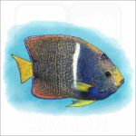 King Angelfish illustration