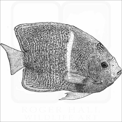 King Angelfish