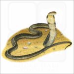 King Cobra illustration