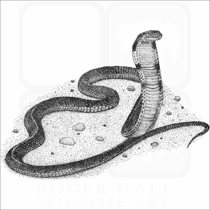 King Cobra