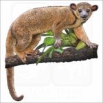 Kinkajou illustration
