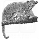 Kinkajou
