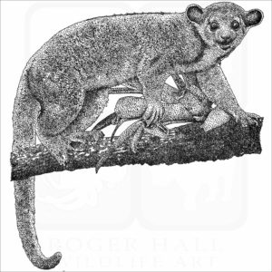 Kinkajou