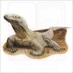 Komodo Dragon illustration