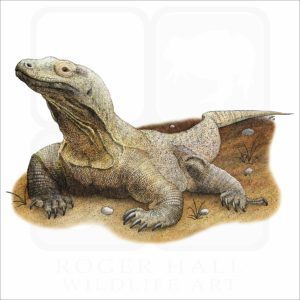 Komodo Dragon illustration