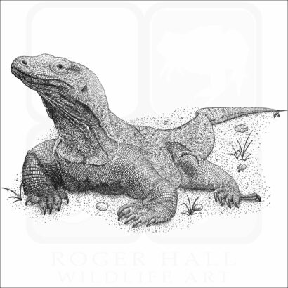 Komodo Dragon