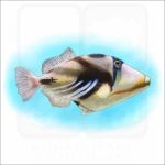 Lagoon Triggerfish illustration
