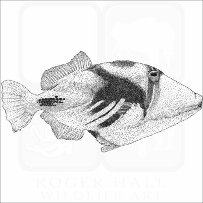 Lagoon Triggerfish