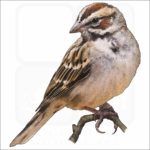 Lark Sparrow illustration