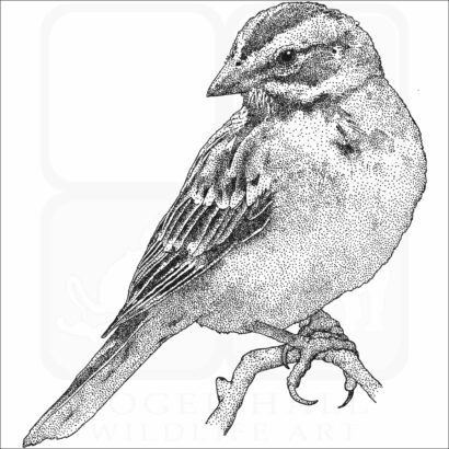 Lark Sparrow