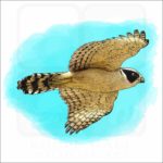 Laughing Falcon illustration