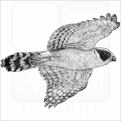 Laughing Falcon