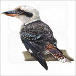Laughing Kookaburra illustration