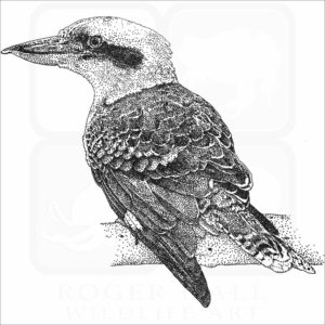 Laughing Kookaburra