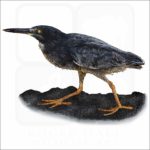 Lava or Galapagos Heron illustration