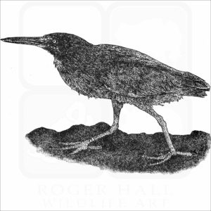 Lava or Galapagos Heron