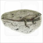 Galapagos Lava Lizard illustration