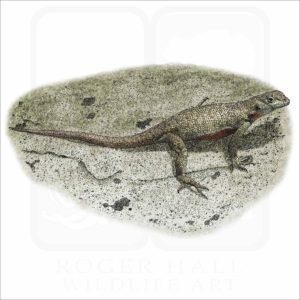 Galapagos Lava Lizard illustration