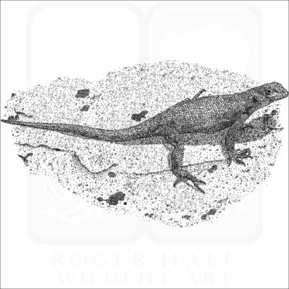 Galapagos Lava Lizard