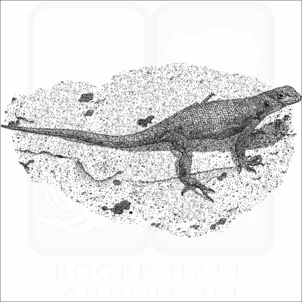 Galapagos Lava Lizard