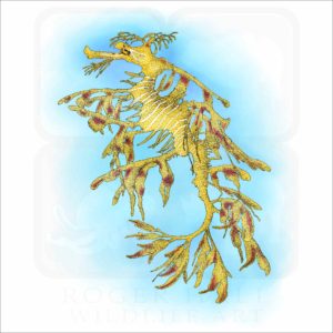 Leafy Sea Dragon illustration