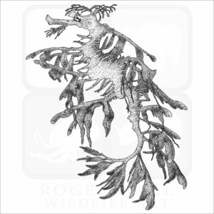 Leafy Sea Dragon
